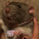 thorbisecshual avatar