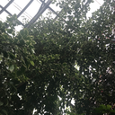 thornlesshoneylocust-blog avatar