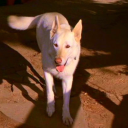 thornthehellhound avatar