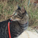 thorthecat-andco avatar