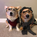 thosetempletoncorgis avatar