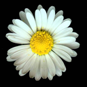 thoughts-i-lost avatar