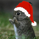 three-bunnies-in-a-trenchcoat avatar