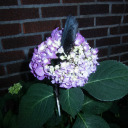 three-chrysanthemum avatar