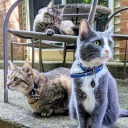 three-happy-cats avatar