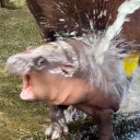 threecapybarasinatrenchcoat avatar