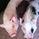 threelilpiggies avatar