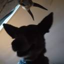 thresholdapprehension avatar