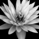 thunderscreen avatar