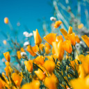 thx-girl-next-door avatar