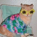 tickettoheaven avatar