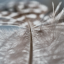 ticklishdreamer25 avatar