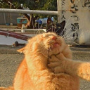 tiddleliewink avatar