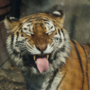 tiger-eater avatar