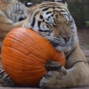 tiger-pumpkin avatar