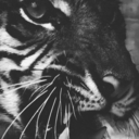 tigergif avatar