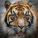 tigerofthenorth avatar