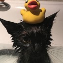 timidrainycat avatar