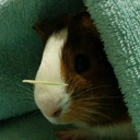 timoroustimbit avatar