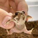 tiniest-peach avatar