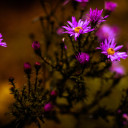 tiniestleaves avatar