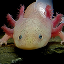 tiniestofturtles avatar