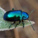tiny-blue-beetles avatar