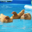 tinycollectivetrash avatar