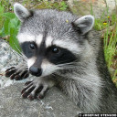 tinyraccoonhands avatar