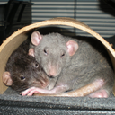 tinyscratches avatar