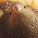 tinysunflower66 avatar