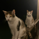 tiredeyes4ever avatar