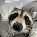 tiredferalraccoon avatar