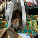 tiredmetalenthusiast avatar