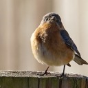 titanias-winter avatar