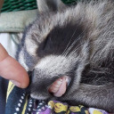 tizane-westwind avatar