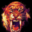 tn-bearded-guy-2 avatar