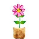 toastflower avatar