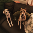 toffeethewhippet avatar