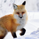 toilonto649lore avatar