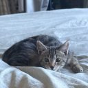 tollighophyne avatar