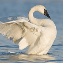 tommotopdollar avatar