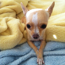 tonythetinychihuahua avatar