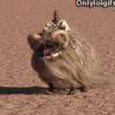 too-many-monkeys avatar