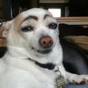 toocoolforpants avatar