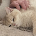 tormentorinchief avatar