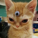 torpe-al-andar avatar