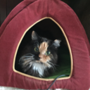 tortiestorbiesandcalicos avatar