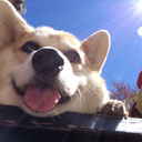 toryheightsthecorgi avatar