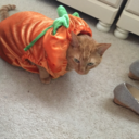 totallynerdycat avatar
